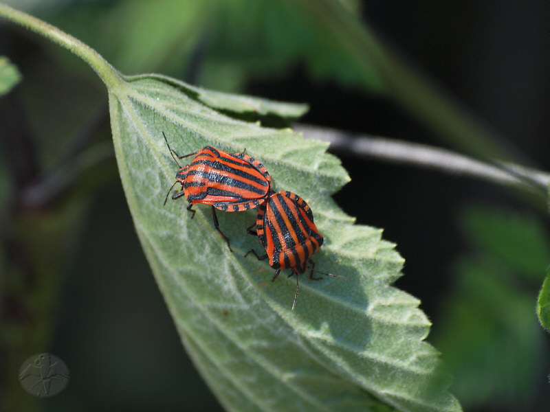    Graphosoma lineatum © Falk 2011