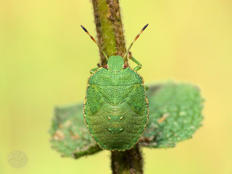    Palomena viridissima © Falk 2011