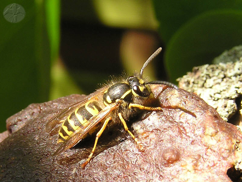 Paravespula vulgaris   © Falk 2009