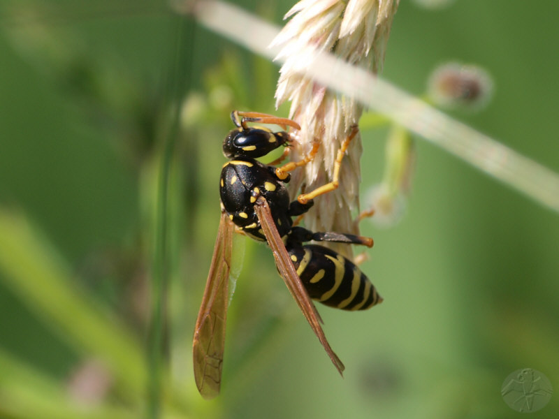 Polistes gallicus   © Falk 2010