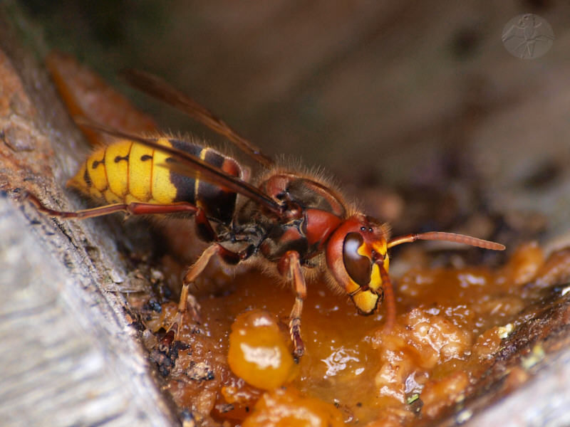 Vespa crabro   © Falk 2010