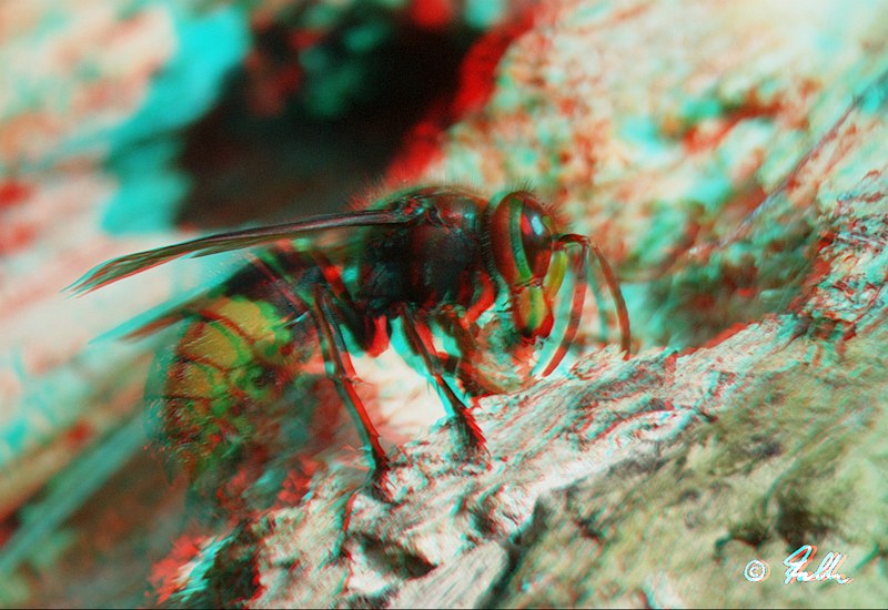 red-cyan Anaglyph of Vespa crabro   © Falk 2017