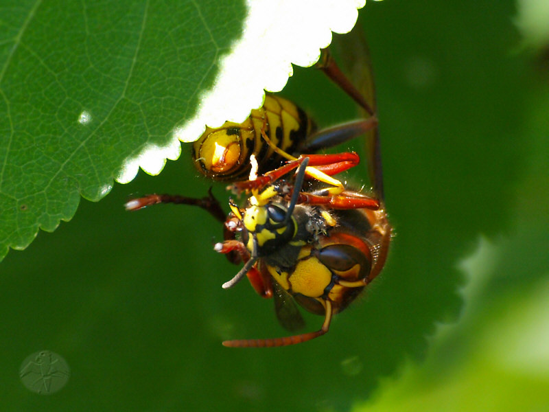 Vespa crabro vs Paravespula germanica   © Falk 2010