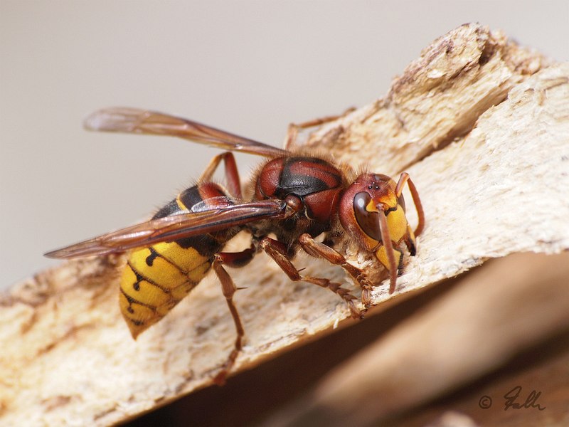 Vespa crabro   © Falk 2017