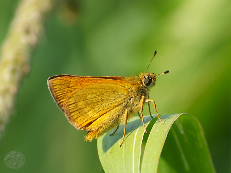 Adopaea sylvestris   © Falk 2010