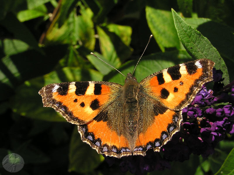 Aglais urticae   © Falk 2009