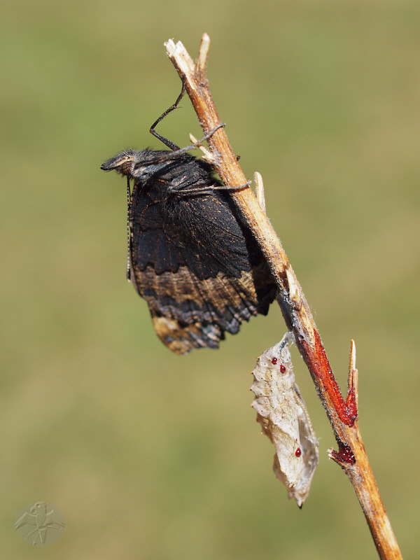 Aglais urticae   © Falk 2011