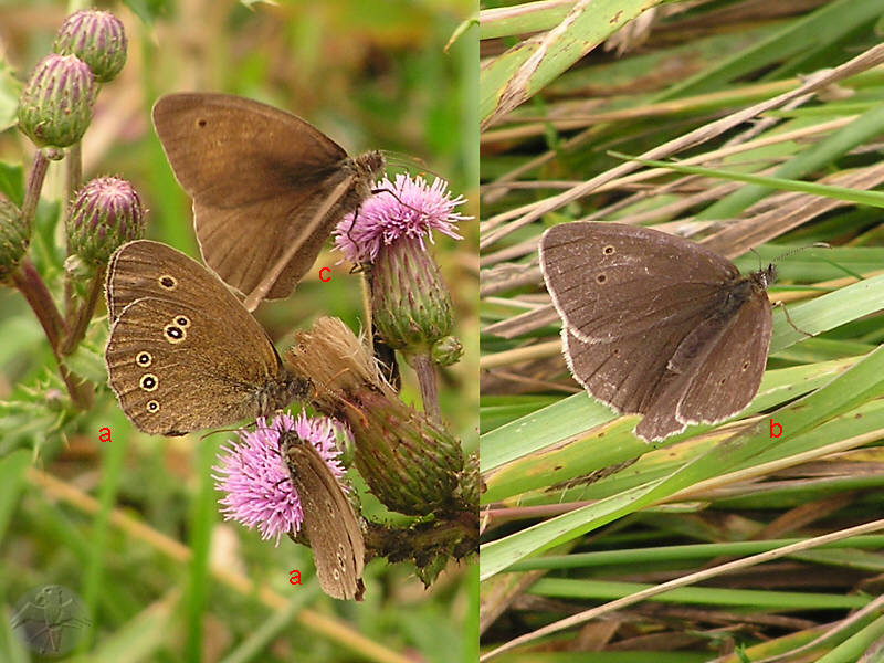 a) Aphantopus hyperantus lateral, b) A. hyperantus dorsal;   c) Maniola jurtina (m)   © Falk 2009