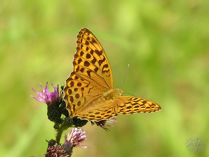 Argynnis paphia   © Falk 2009