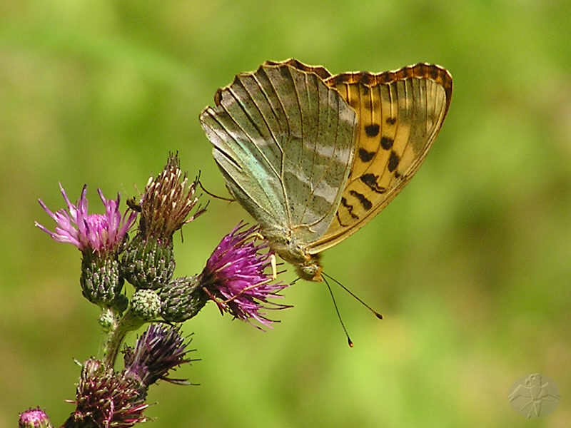 Argynnis paphia   © Falk 2009