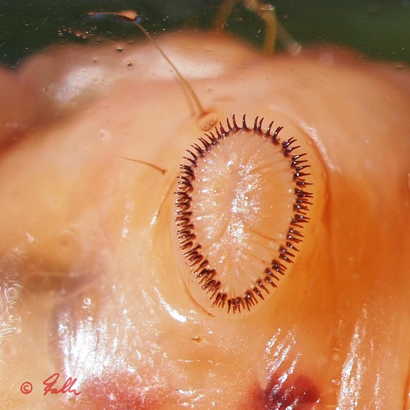 Pseudopod-Detail of Cossus cossus   © Falk 2016