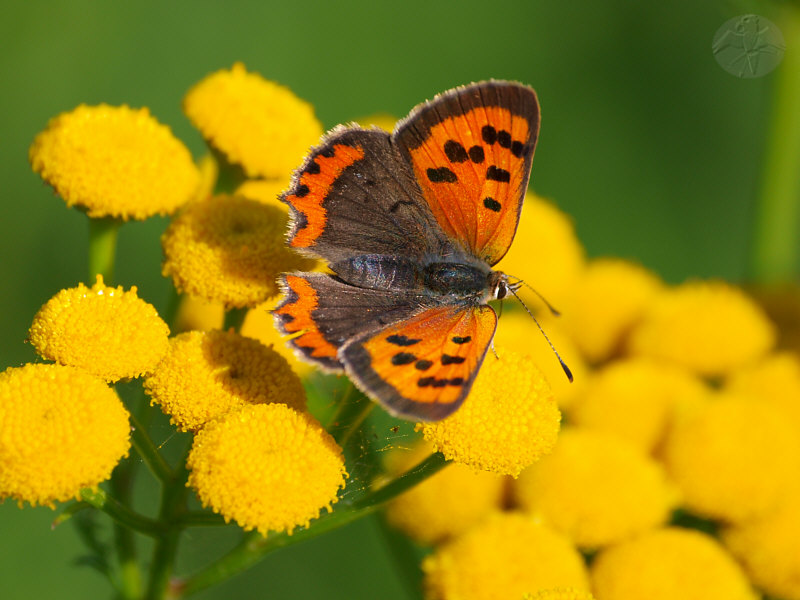 Lycaena phlaeas   © Falk 2010