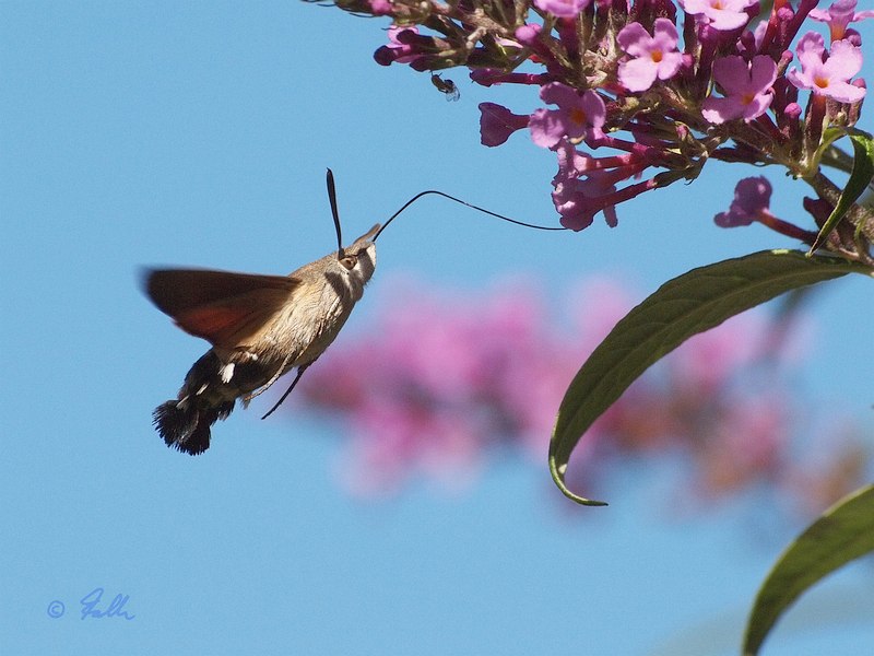 Macroglossum stellatarum   © Falk 2019