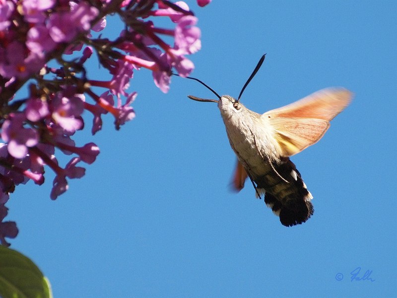 Macroglossum stellatarum   © Falk 2019