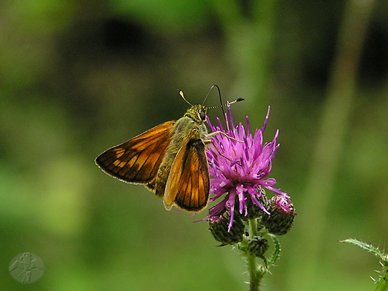 Ochlodes venatum   © Falk 2009