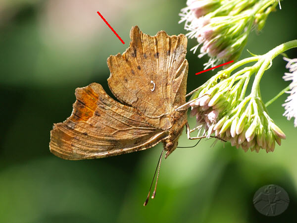 Polygonia c-album   © Falk 2010