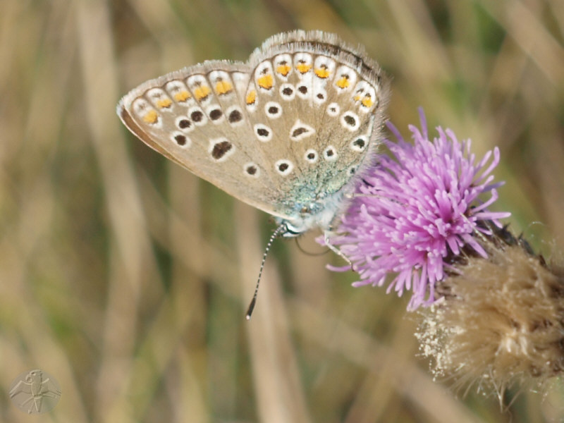 Polyommatus icarus   © Falk 2009