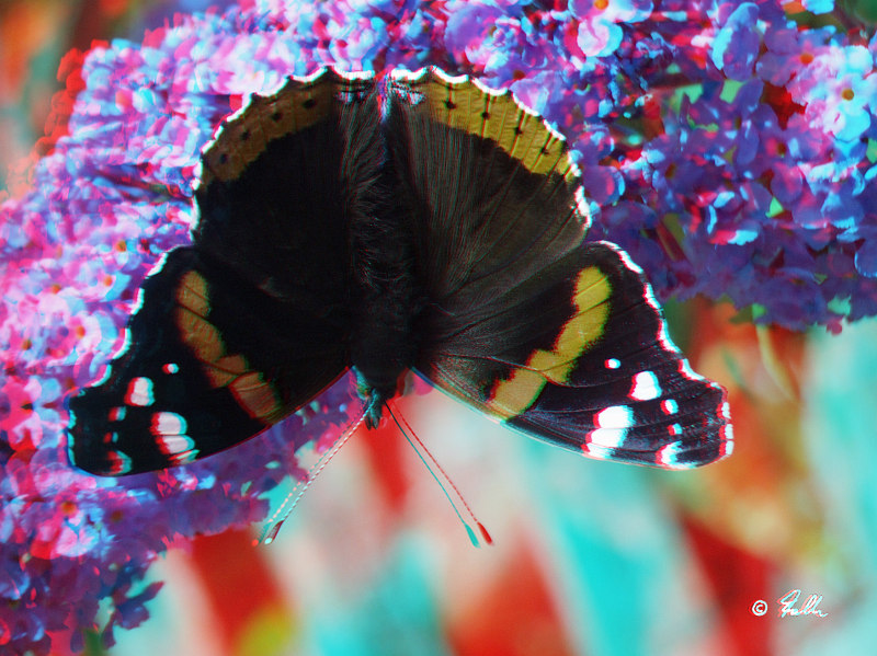 red-cyan Anaglyph of Vanessa atalanta   © Falk 2017