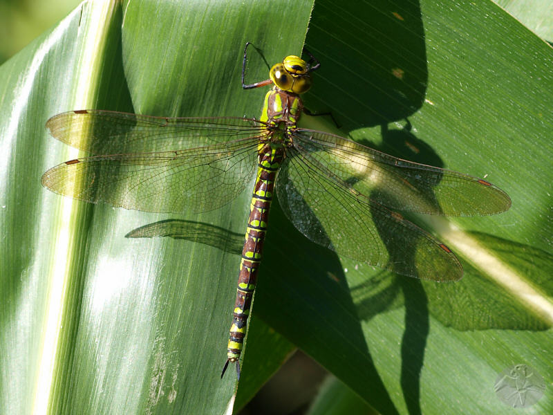 Aeshna cyanea female   © Falk 2010