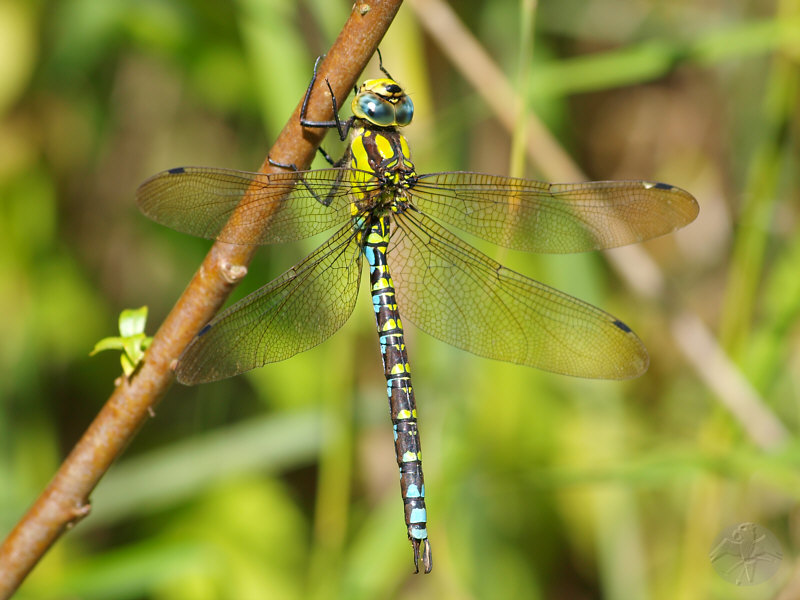 Aeshna cyanea male   © Falk 2010