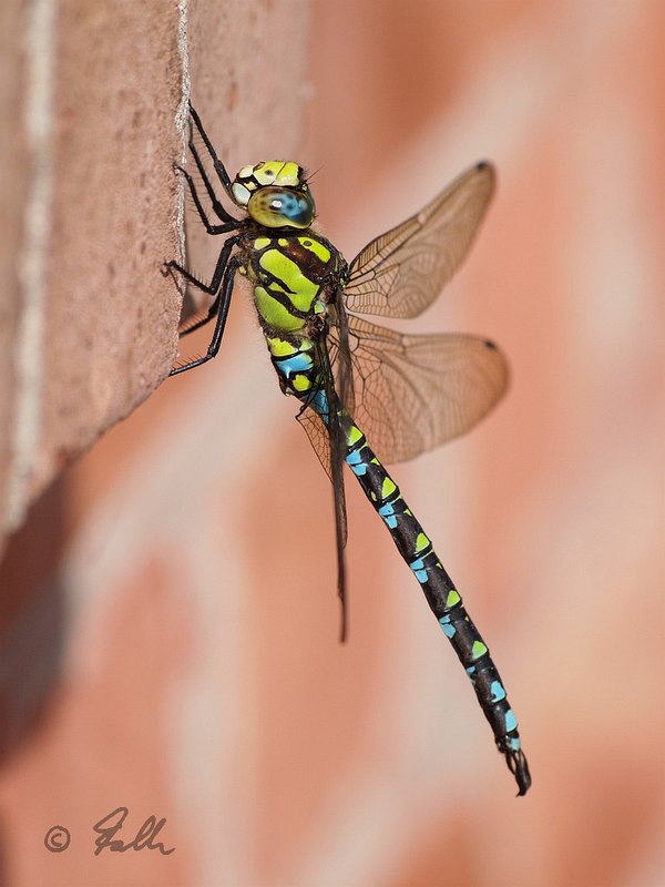 Aeshna cyanea (male)   © Falk 2016