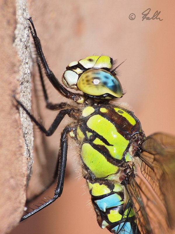 Aeshna cyanea (male)   © Falk 2016