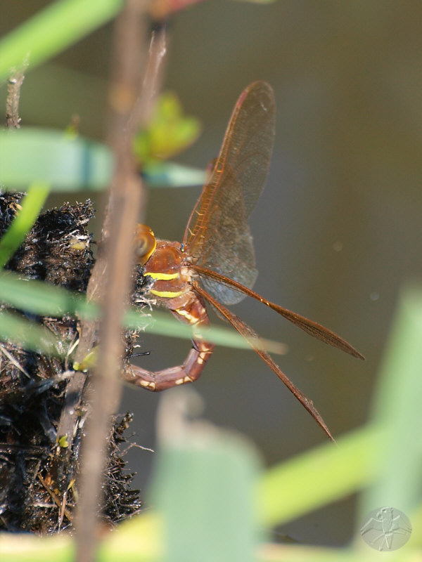 Aeshna grandis female   © Falk 2010