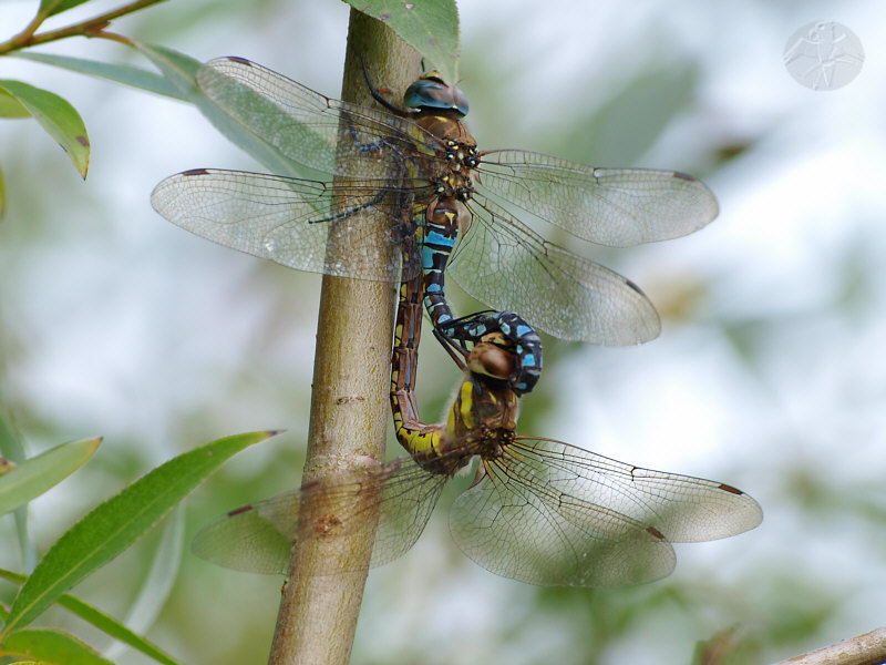 Aeshna mixta copula   © Falk 2010