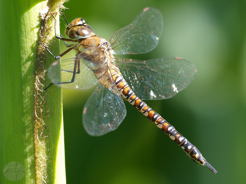 Aeshna mixta female   © Falk 2010