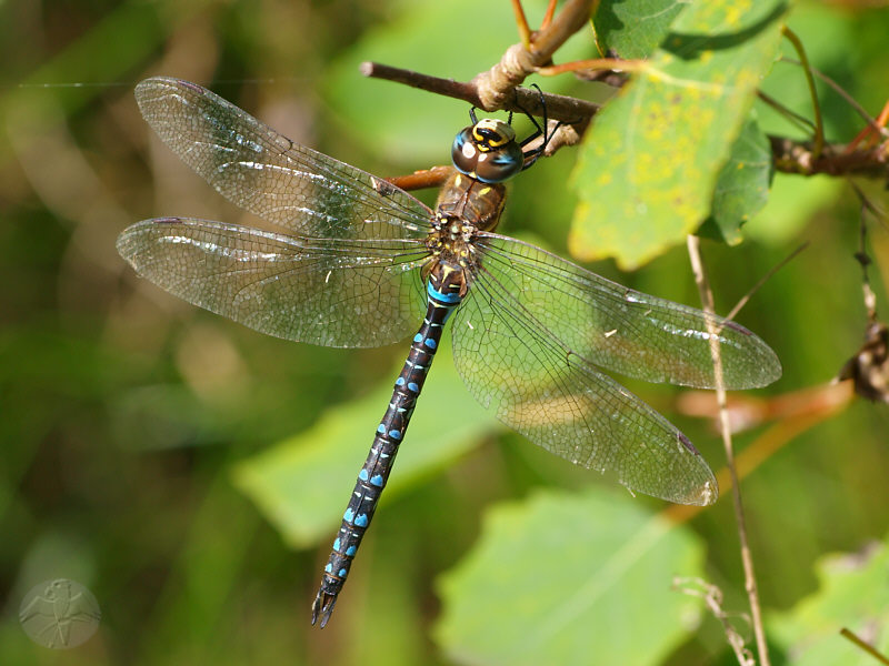 Aeshna mixta male   © Falk 2010