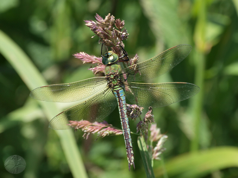 Anax imperator   © Falk 2010