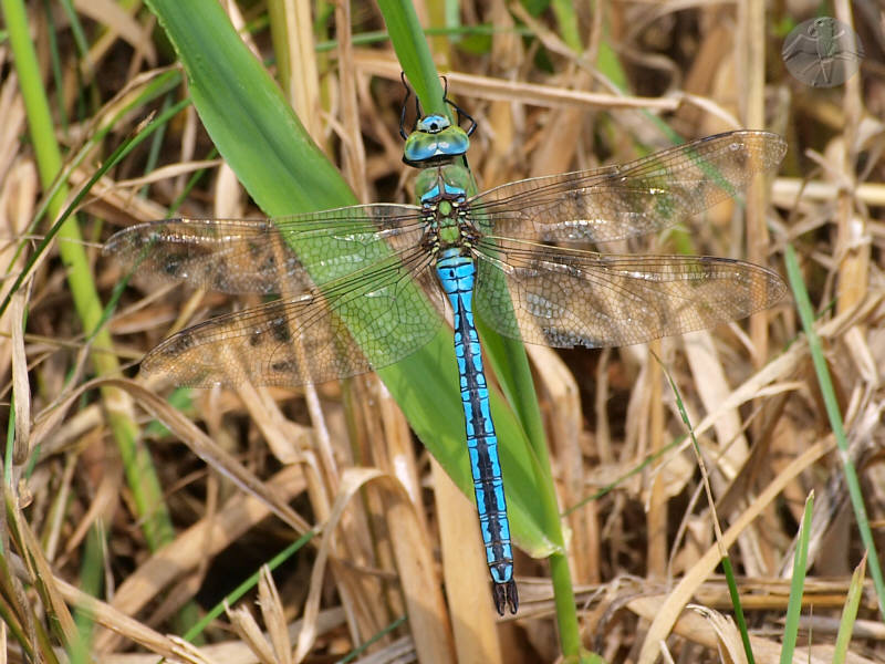 Anax imperator   © Falk 2010