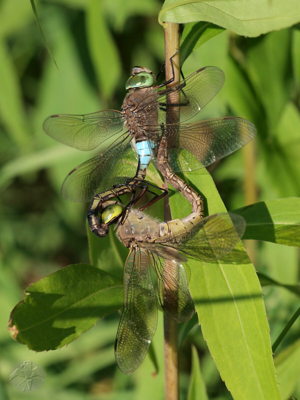 Anax parthenope   © Falk 2010