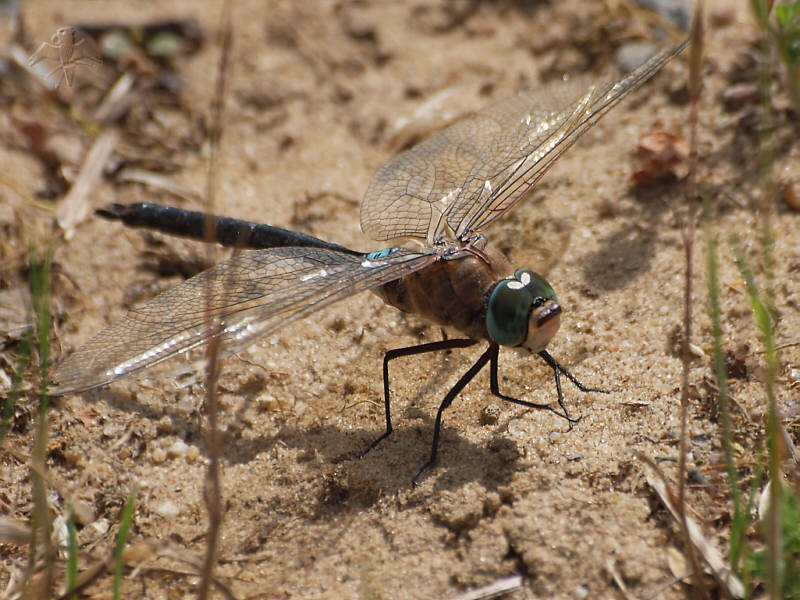 Anax parthenope   © Falk 2011