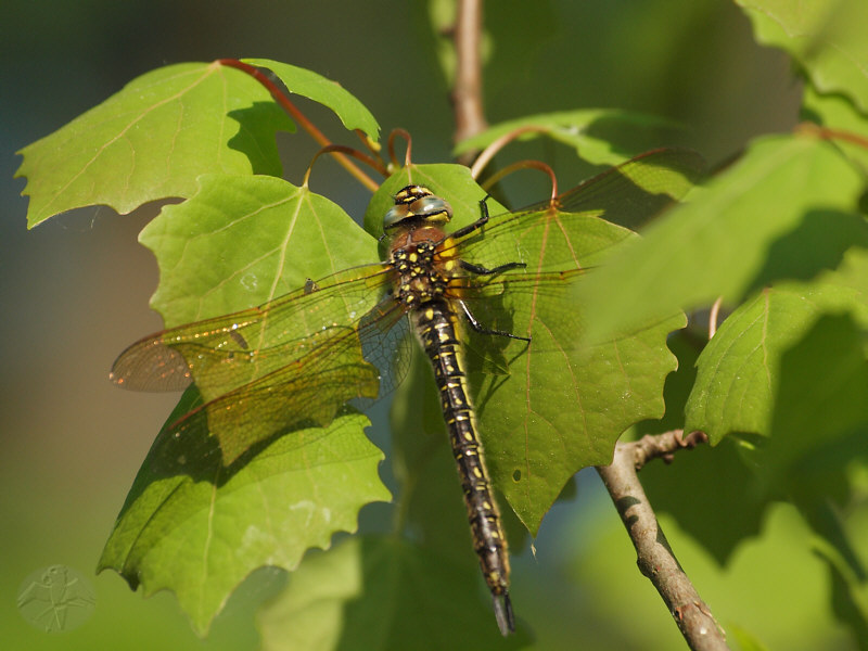 Brachytron pratense   © Falk 2011