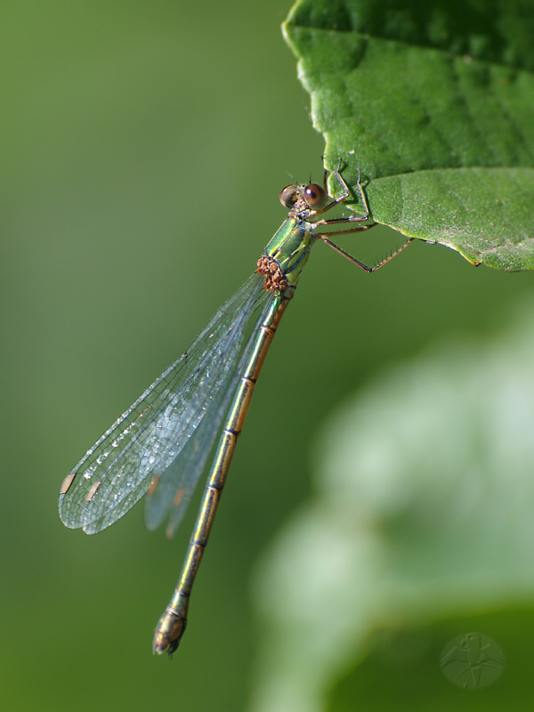 Chalcolestes viridis   © Falk 2010