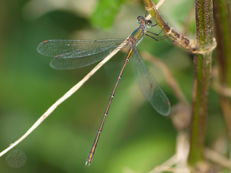 Chalcolestes viridis   © Falk 2010