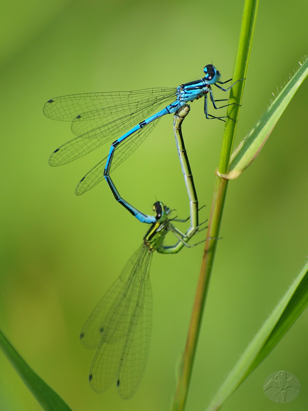 Coenagrion puella   © Falk 2010