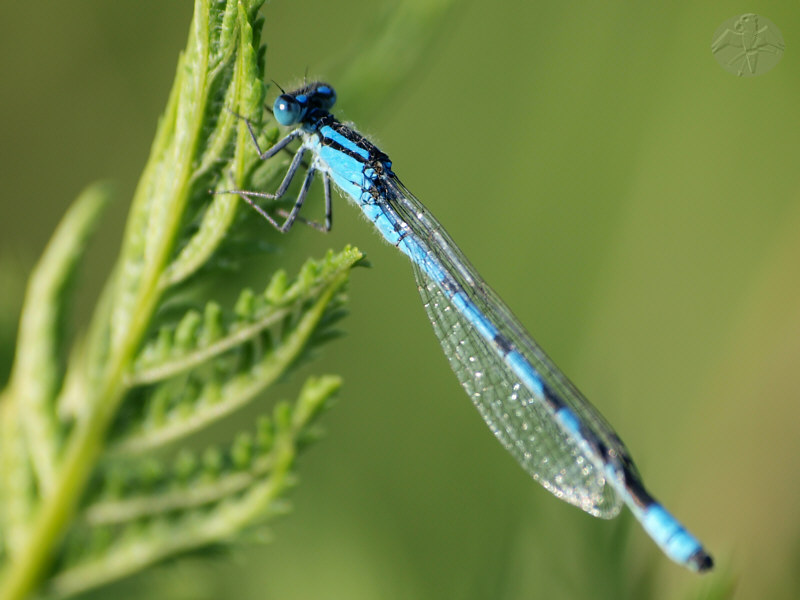 Enallagma cyathigerum   © Falk 2010