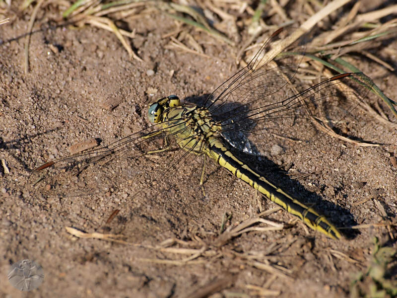 Gomphus pulchellus   © Falk 2010