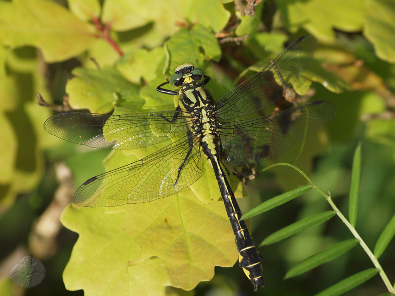 Gomphus vulgatissimus   © Falk 2011