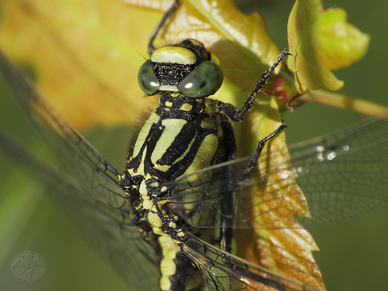 Gomphus vulgatissimus   © Falk 2011