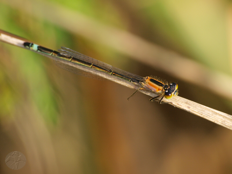 Ischnura elegans   © Falk 2010