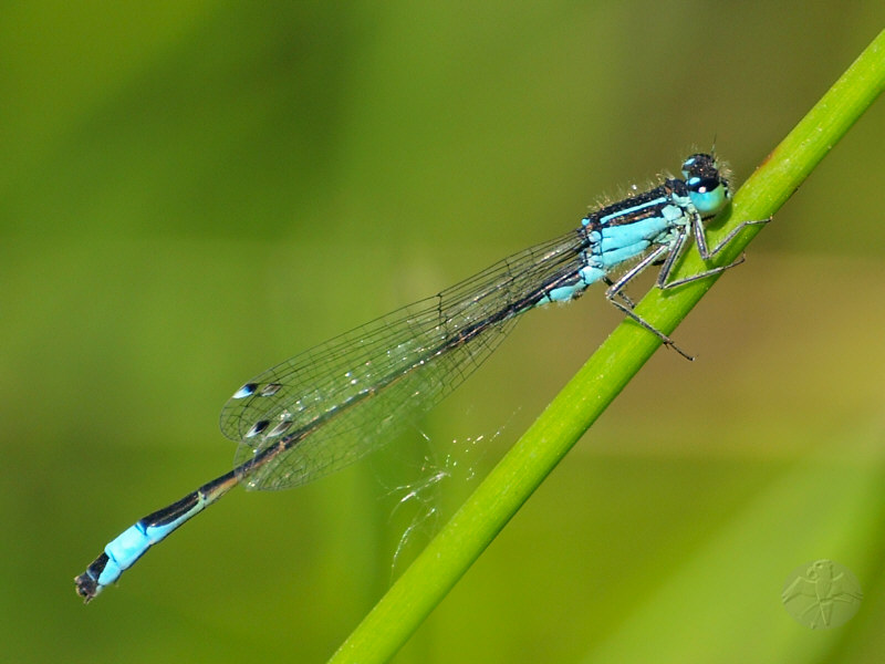 Ischnura elegans   © Falk 2010