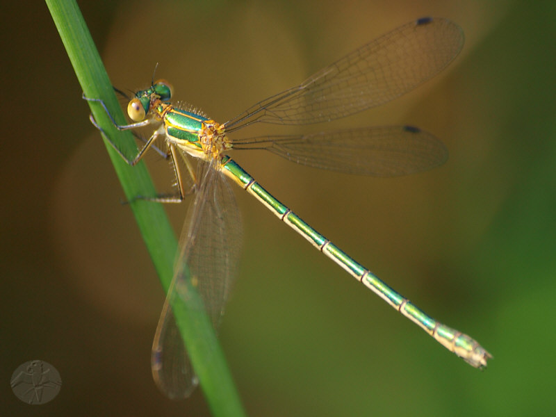 Lestes sponsa   © Falk 2010