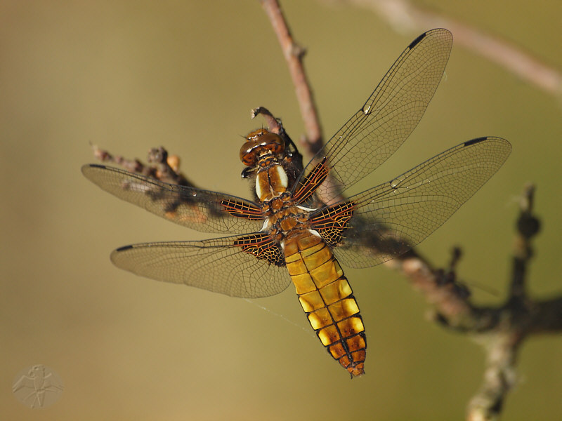 Libellula depressa   © Falk 2011