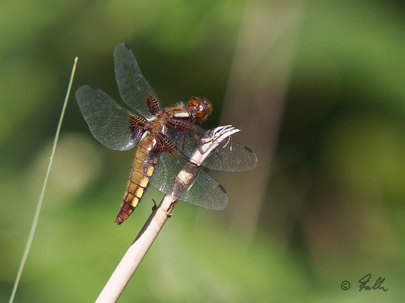 Libellula depressa, female   © Falk 2017