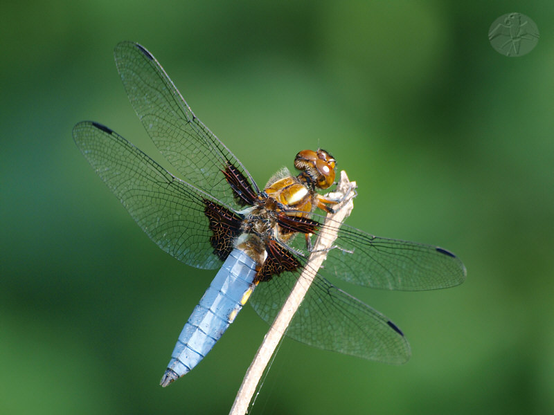 Libellula depressa   © Falk 2010