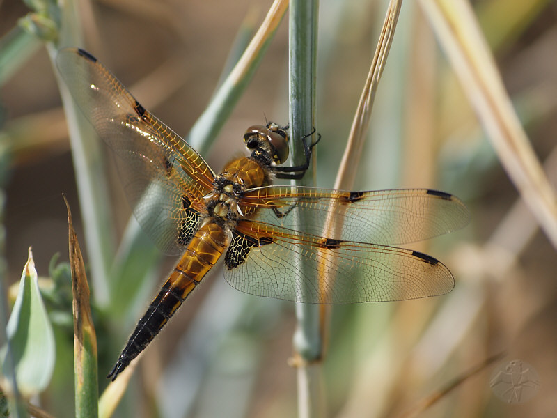 Libellula quadrimaculata   © Falk 2011