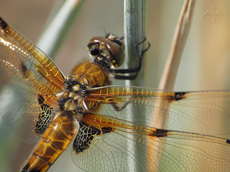 Libellula quadrimaculata   © Falk 2011